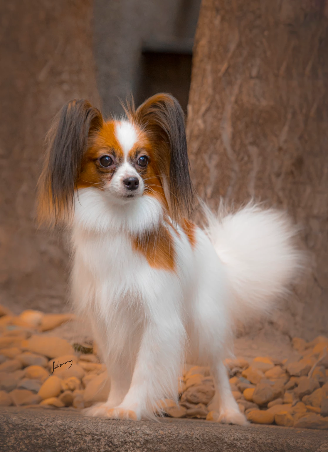 Cachorrinho Papa Pompons - Ludopia