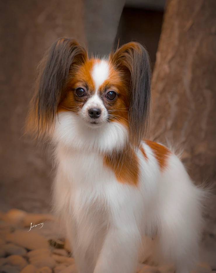 Cachorrinho Papa Pompons - Ludopia