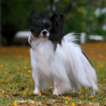 Cachorro Papillon