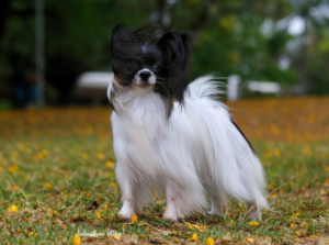 Cachorro Papillon